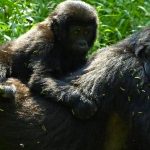 mountain-gorillas-in-bwindi-impenetrable-national-park
