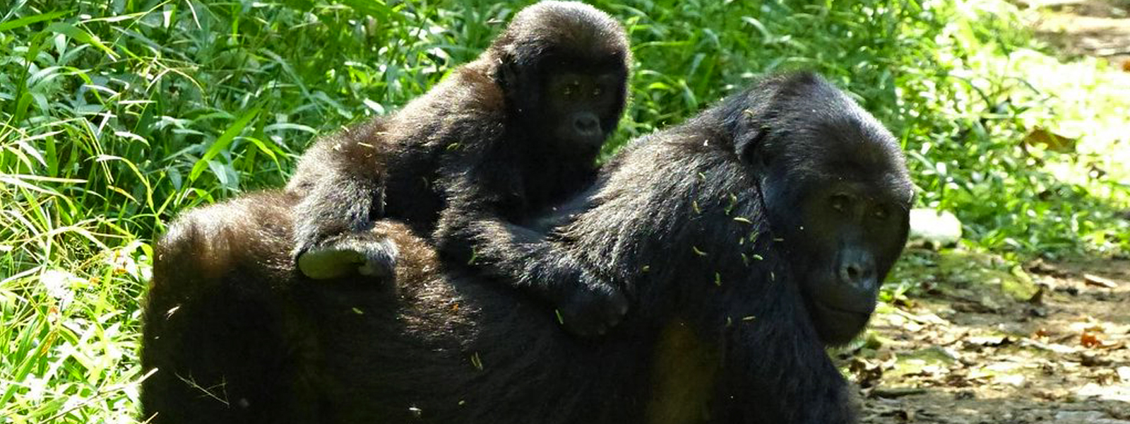 mountain-gorillas-in-bwindi-impenetrable-national-park