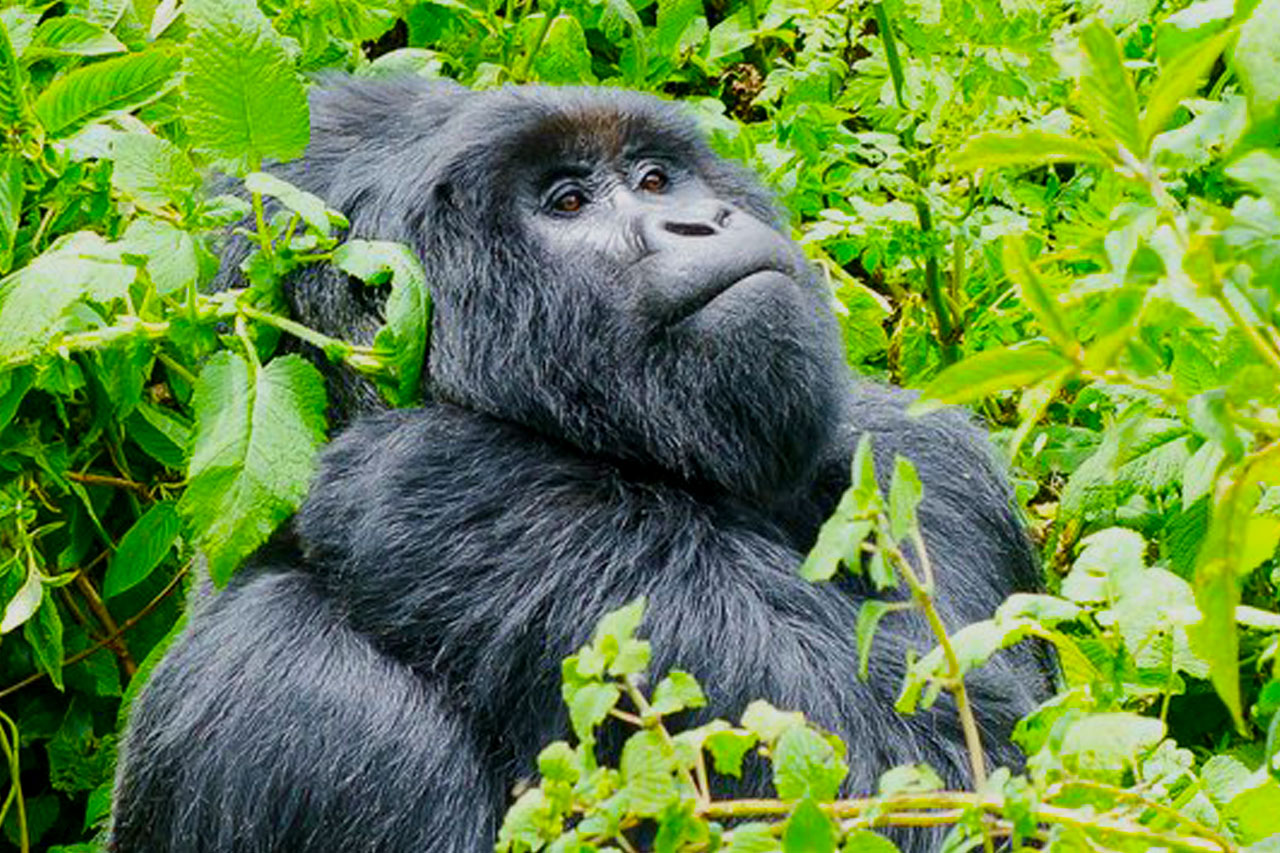 1-day-bwindi-gorilla-tour-from-kigali