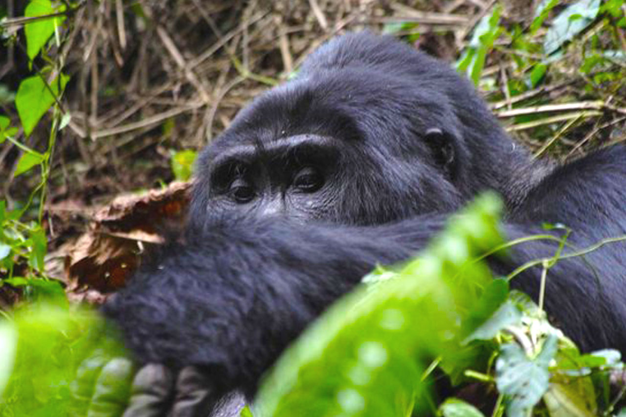 2-days-bwindi-gorilla-trekking-tour