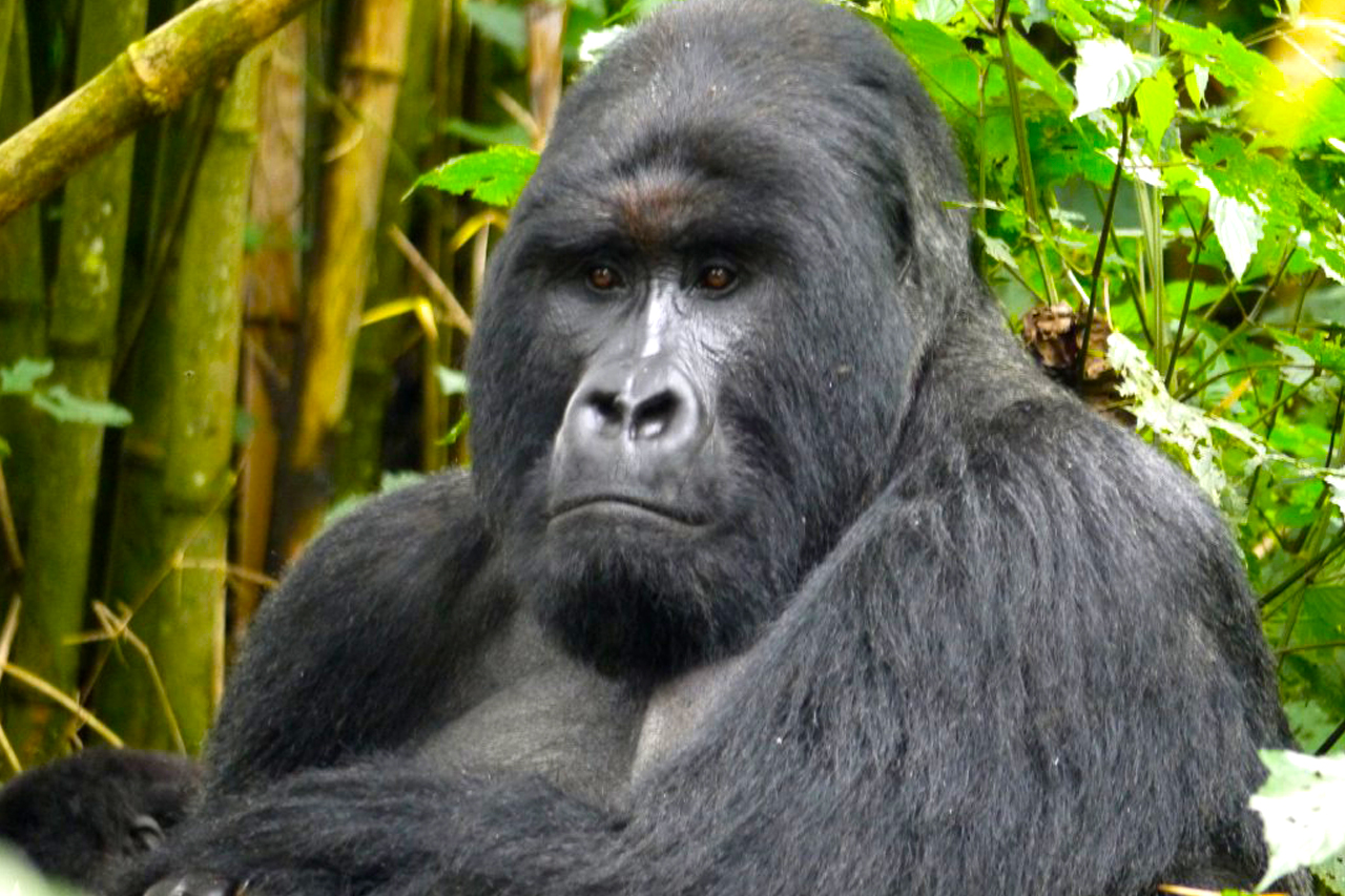 2-days-gorilla-trekking-congo-drc