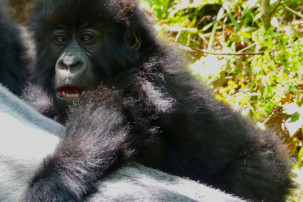 3-days-gorilla-trekking-safari-buhoma