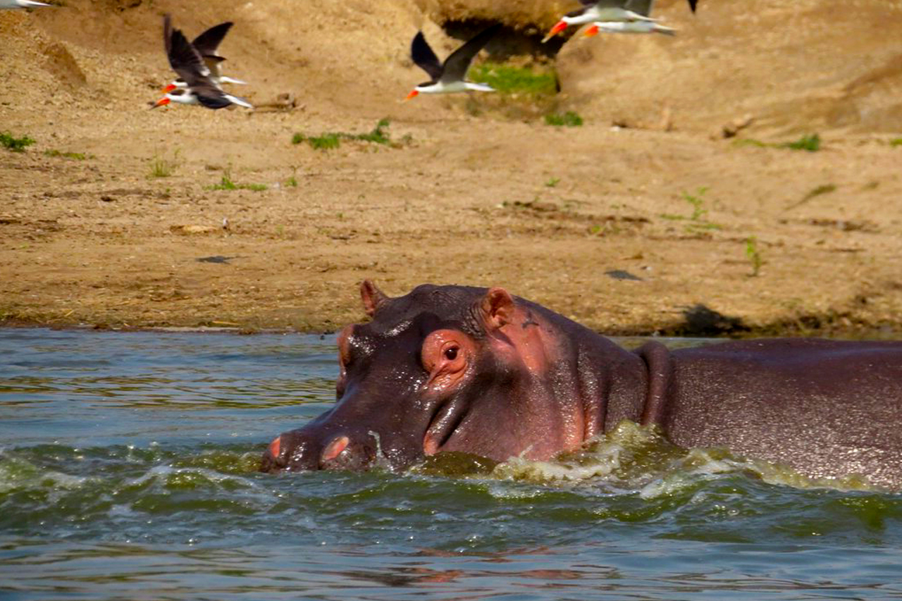 3-days-kibale-and-queen-elizabeth-tour-hoppos-at-kazinga-channel