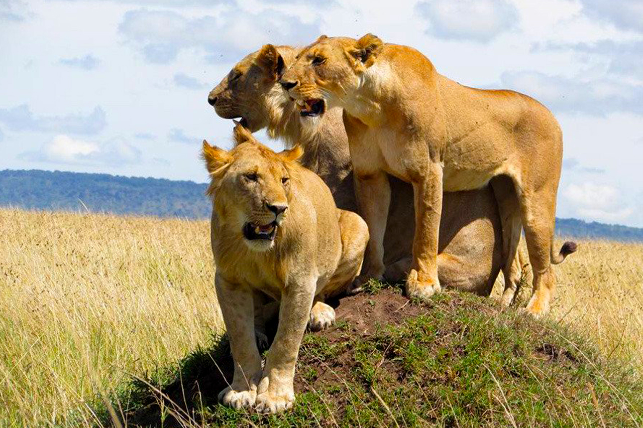 5-days-kidepo-wildife-safari-lions-in-uganda