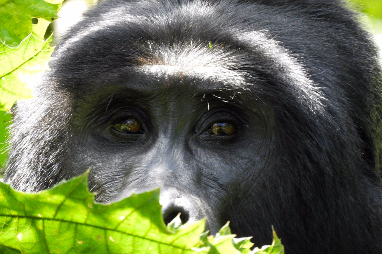 6-days-uganda-gorilla-and-wildlife-tour-mountain-gorilla-trekking-uganda6-days-uganda-gorilla-and-wildlife-tour-mountain-gorilla-trekking-uganda