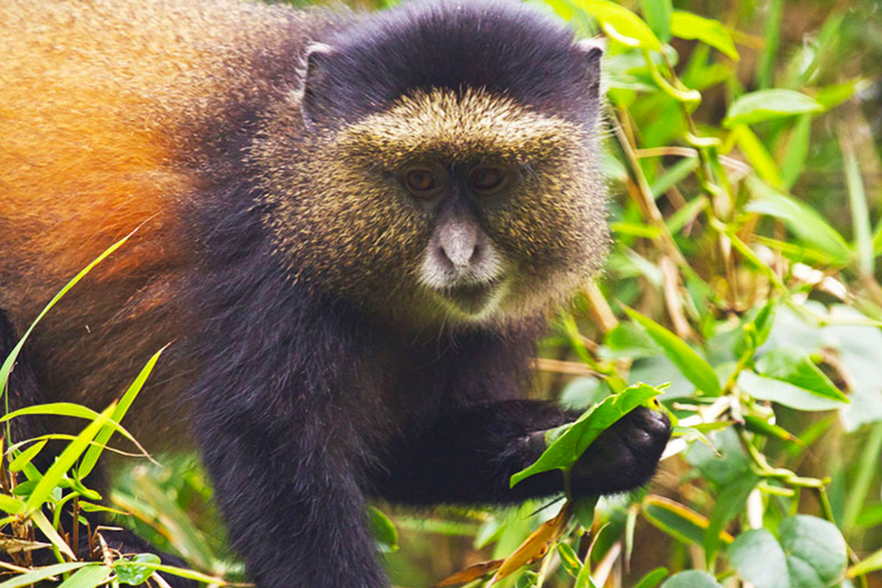 7-days-rwanda-uganda-gorilla-safari-golden-monkey-tracking-rwanda