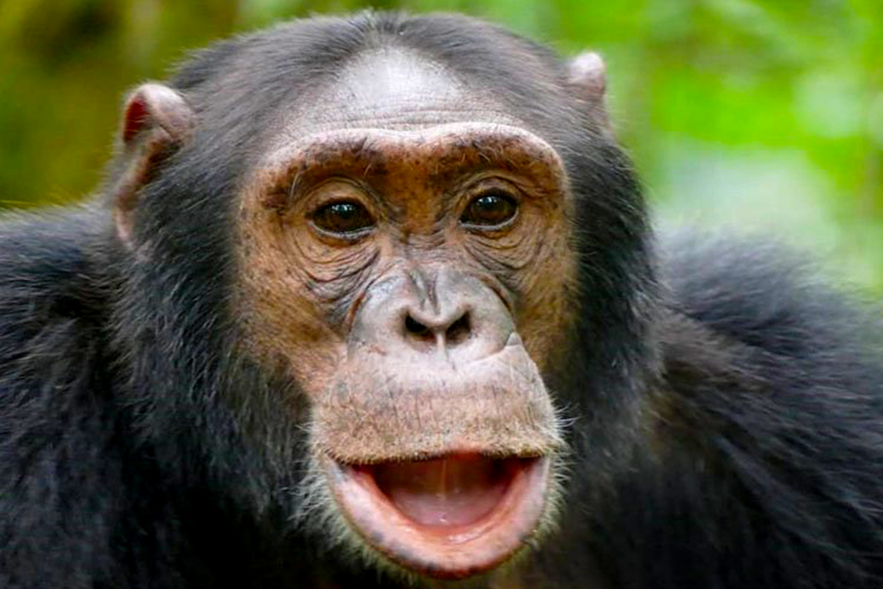 8-days-primate-safari-uganda-chimpanzee-tracking-kibale