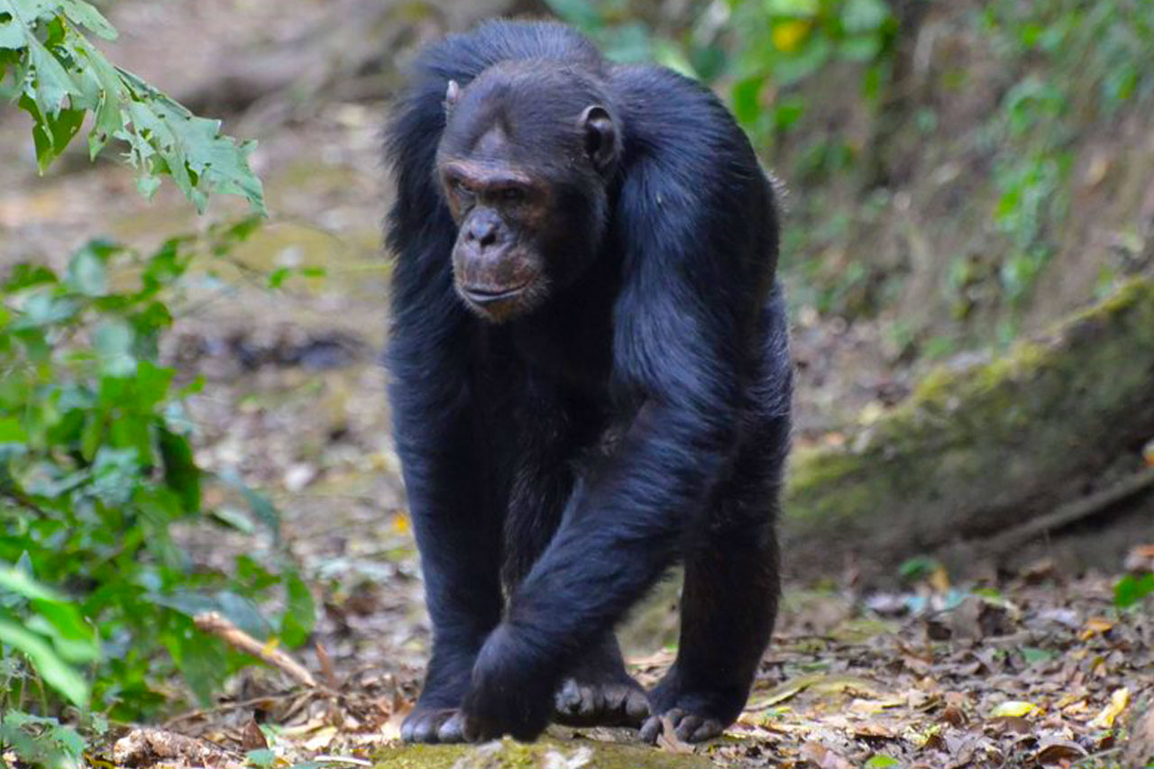 chimpanzees-spotted-on-a-2-days-nyungwe-chimpanzee-tracking-tour