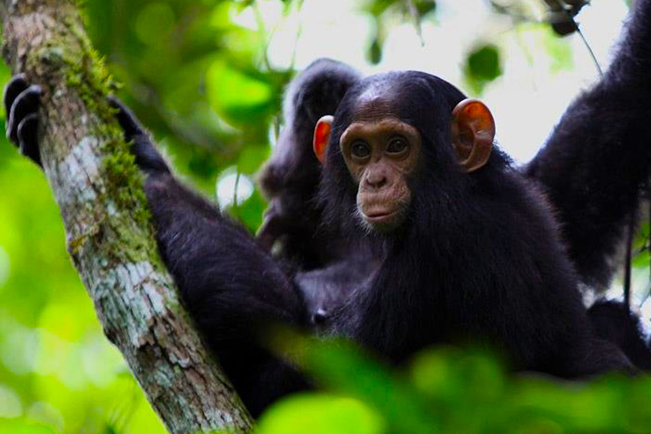 chimpanzees-spotted-on-a-2-days-uganda-chimpanzee-trekking-safari