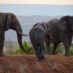 elephants-spotted-on-a-3-days-rwanda-chimpanzee-and-wildlife-safari