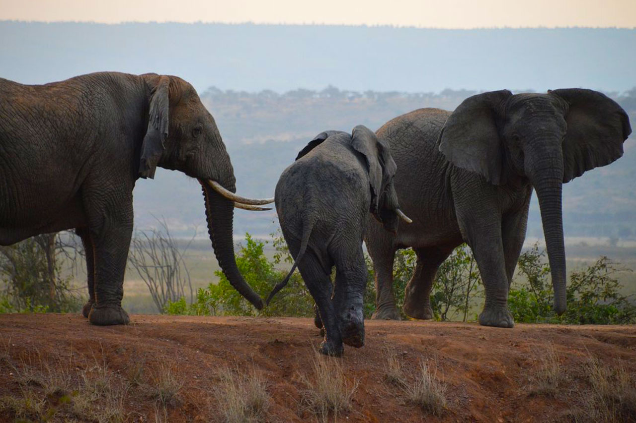 elephants-spotted-on-a-3-days-rwanda-chimpanzee-and-wildlife-safari