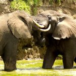 elephants-spotted-on-a-4-days-murchison-falls-safari