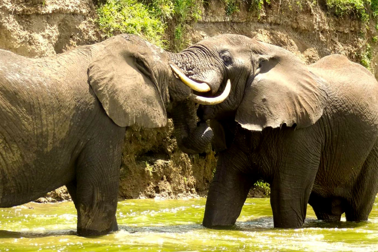 elephants-spotted-on-a-4-days-murchison-falls-safari