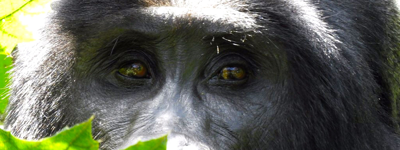 mountain-gorillas-in-bwindi-impenetrable-national-park-uganda
