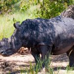 rhinos-spotted-on-a-1-day-rhino-tracking-tour