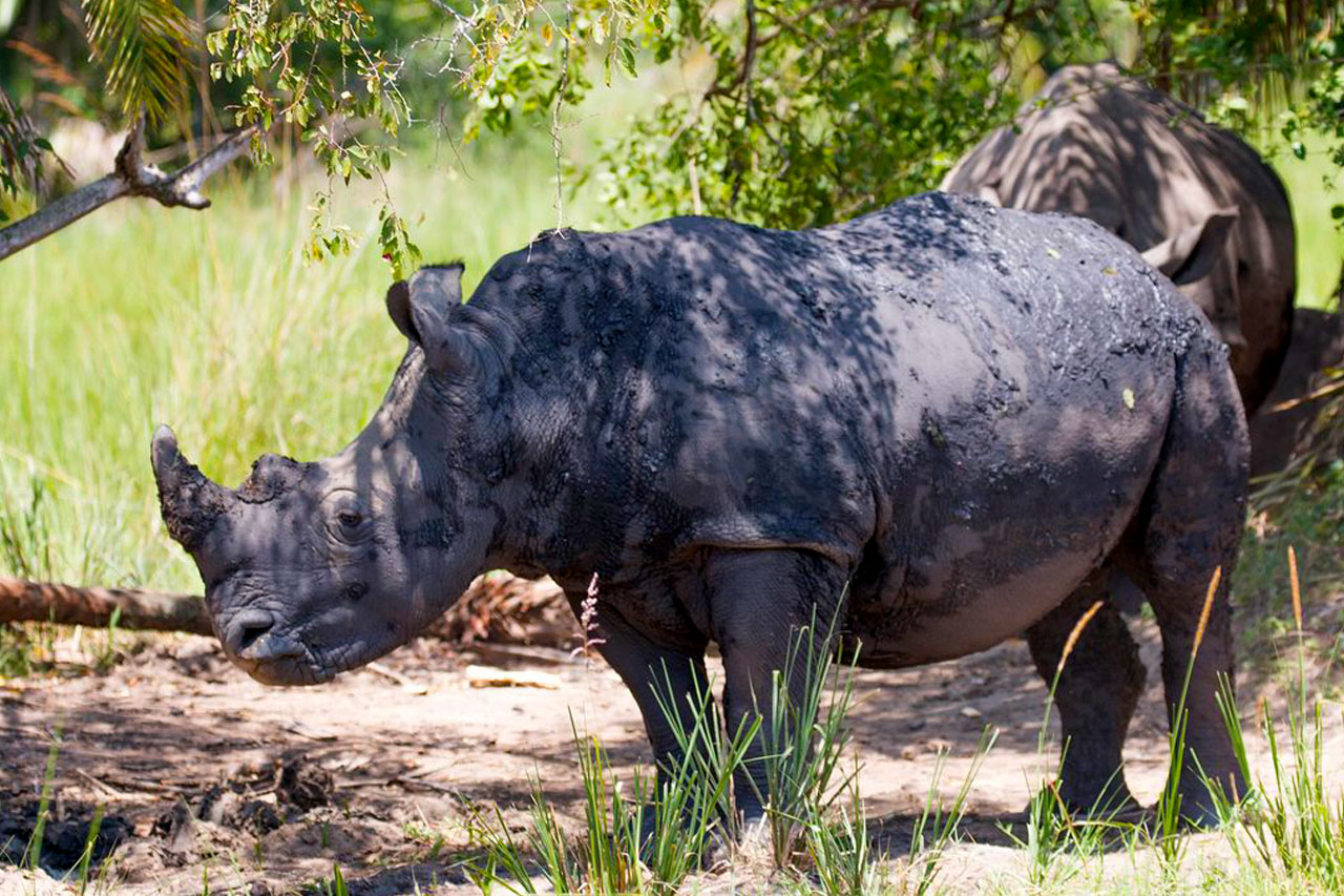 rhinos-spotted-on-a-1-day-rhino-tracking-tour