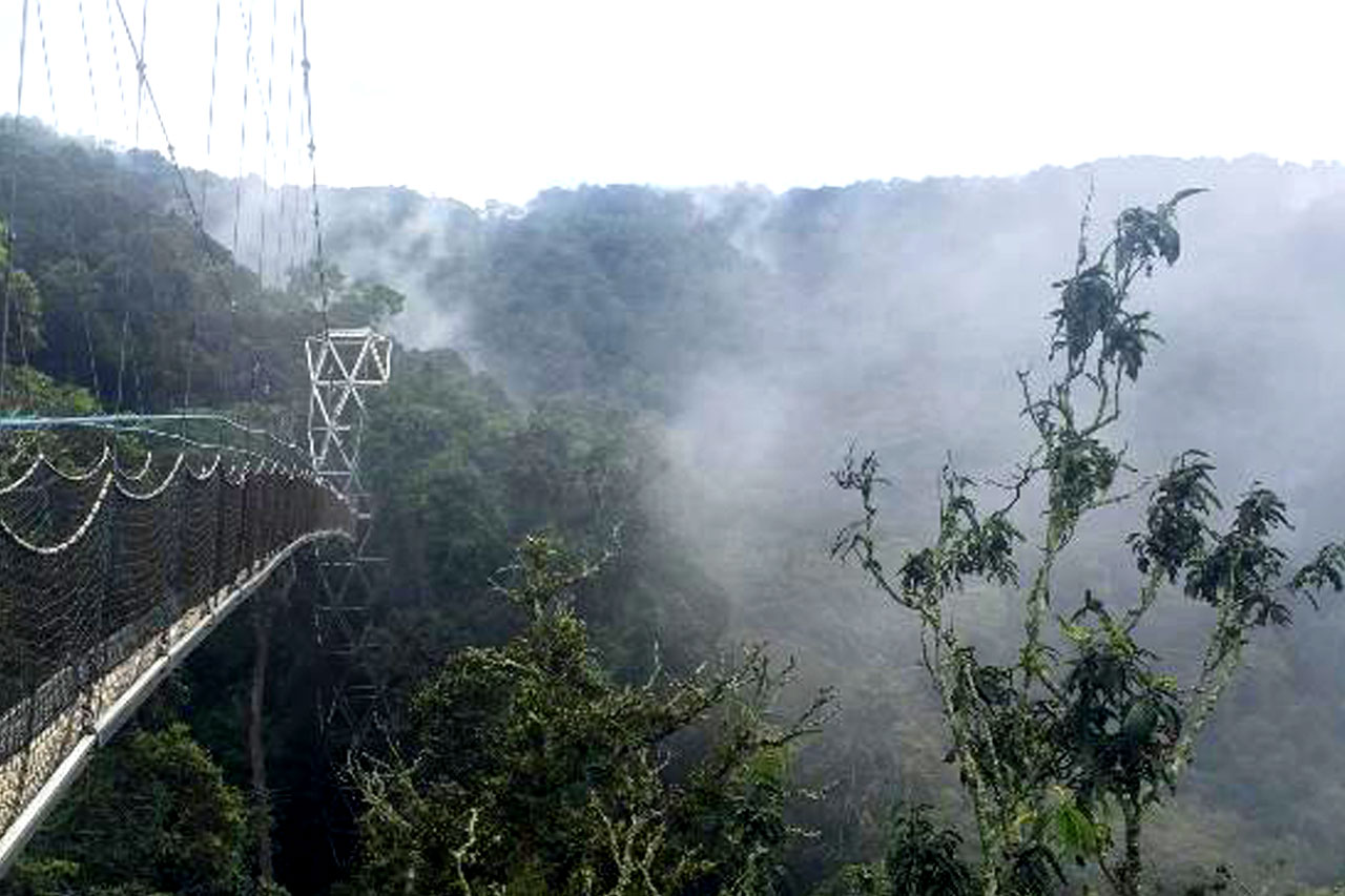 top-view-of-nyungwe-forest