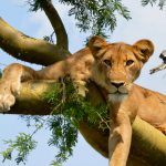 tree-lions-spotted-on-a-5-days-uganda-rwanda-tour