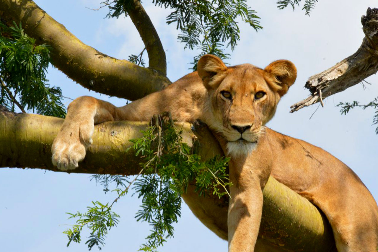 tree-lions-spotted-on-a-5-days-uganda-rwanda-tour