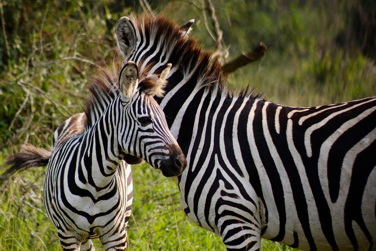zebras-spotted-on-a-2-days-lake-mburo-tour